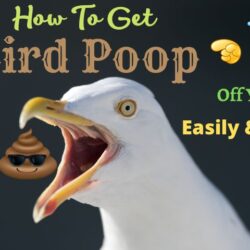 how-to-get-bird-poop-off-car-paint-and-car-windows-easily-cheaply